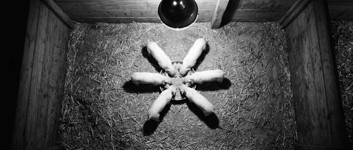 Six Piglets Eating Around Barn Dish