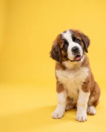 Saint Bernard Puppy on Yellow Backdrop