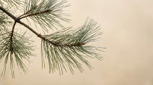 Dewy Pine Branch on Cream Backdrop