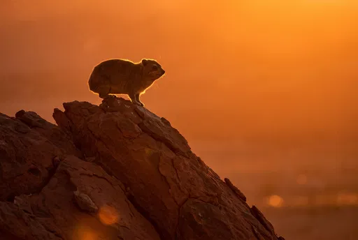 Backlit Rock Hyrax on Sandstone Pinnacle