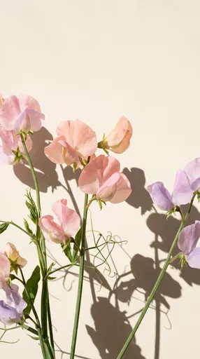 Pastel Sweet Pea Blossoms With Shadows