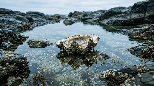 Fluted Clam Shell in Rocky Tide Pool