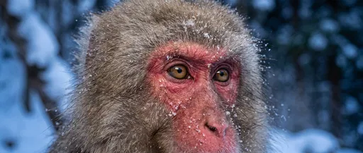 Close-Up Portrait of Japanese Macaque in Snow