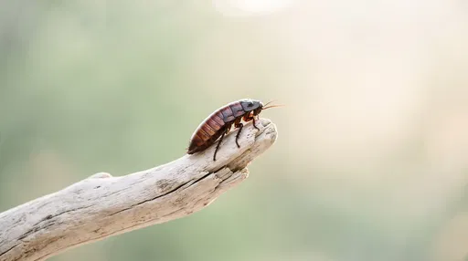 Madagascar Hissing Cockroach on Bleached Driftwood