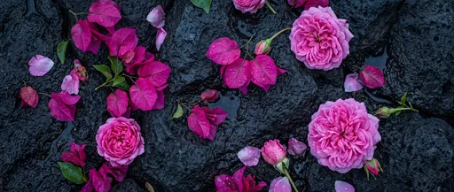 Pink Roses and Bougainvillea on Wet Rock