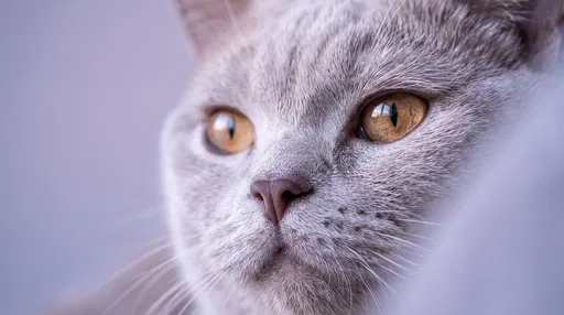 Close-Up of Lilac British Shorthair Cat