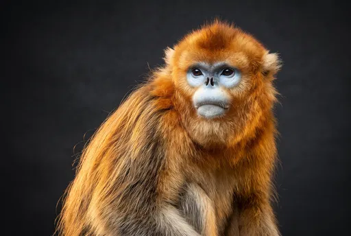 Golden Snub-Nosed Monkey Studio Portrait