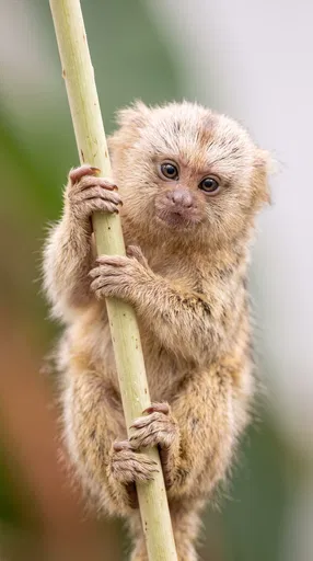 Tiny Pygmy Marmoset Clinging to Stem