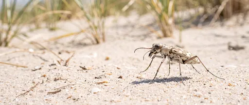 Pale Tiger Beetle on Coastal Sand Dune