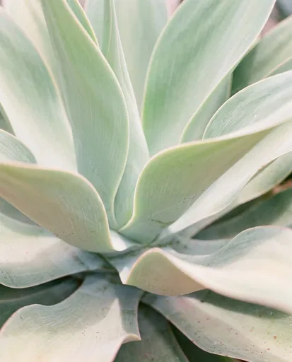 Soft Pastel Agave Leaves Close-Up