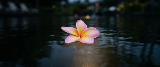 Pink Plumeria Floating on Dark Water