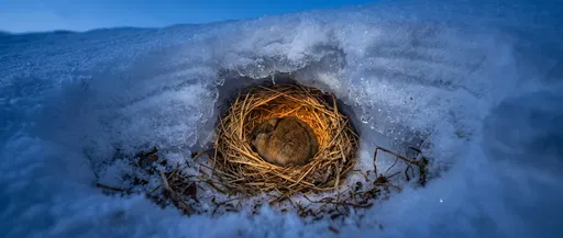 Lemming Sleeping in Snowy Grass Nest