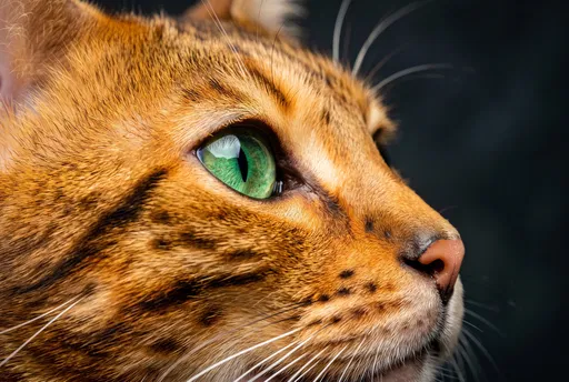 Close-Up Profile of Bengal Cat