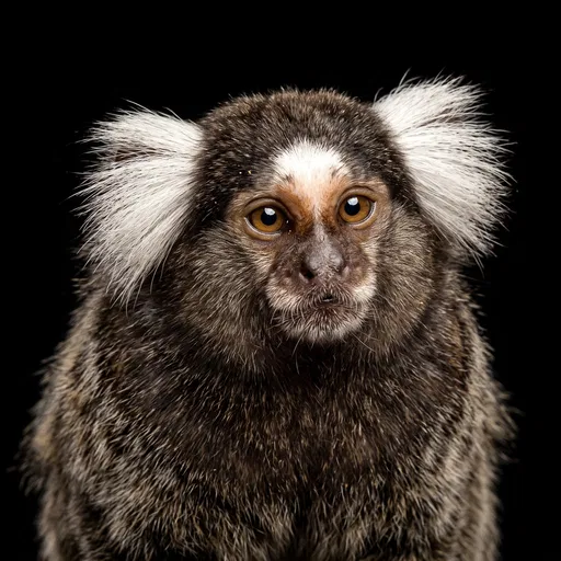 Studio Portrait of Common Marmoset Monkey