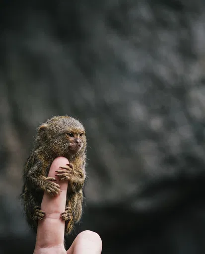 Tiny Pygmy Marmoset Clinging to Finger