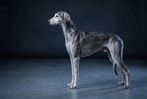 Silver Grizzle Saluki in Studio Profile