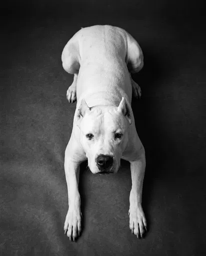 Monochrome Overhead Portrait of Dogo Argentino