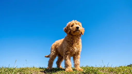Golden Labradoodle Puppy Against Blue Sky