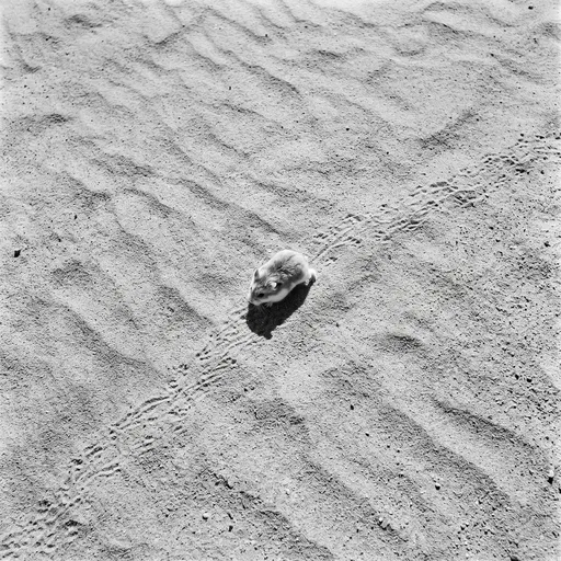 Monochrome Desert Hamster on Sand