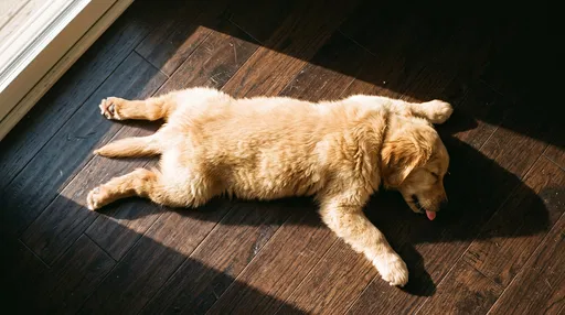 Golden Retriever Puppy Sleeping on Hardwood Floor
