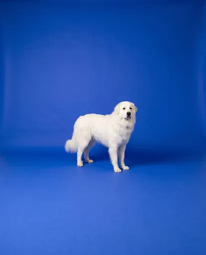 Great Pyrenees on Blue Studio Backdrop