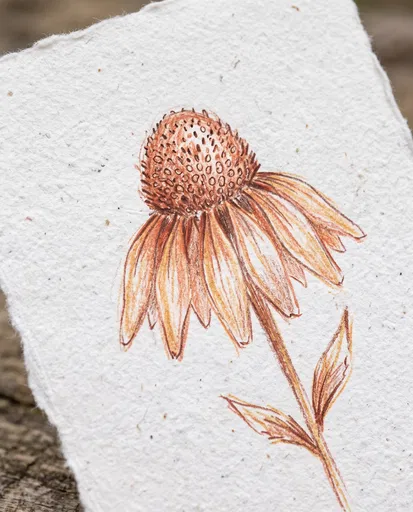 Colored Pencil Coneflower Sketch on Paper