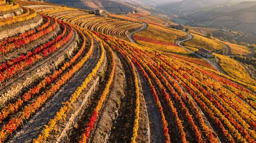 Aerial View of Autumn Terraced Hillside Vineyards