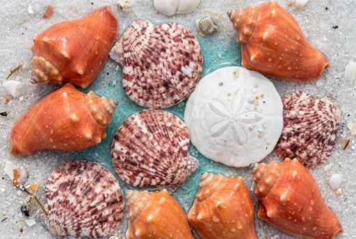 Colorful Seashells and Sand Dollar on Sand