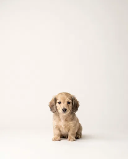Fluffy Cream Dachshund Puppy Studio Portrait