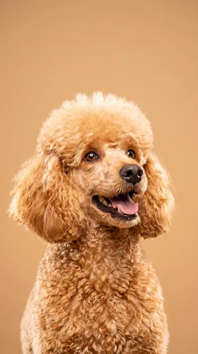 Apricot Poodle Studio Portrait