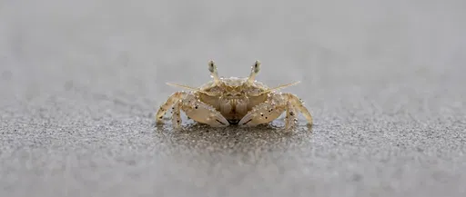 Macro Close-Up of Small Sand Crab