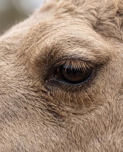 Macro Close-Up of Camel Eye