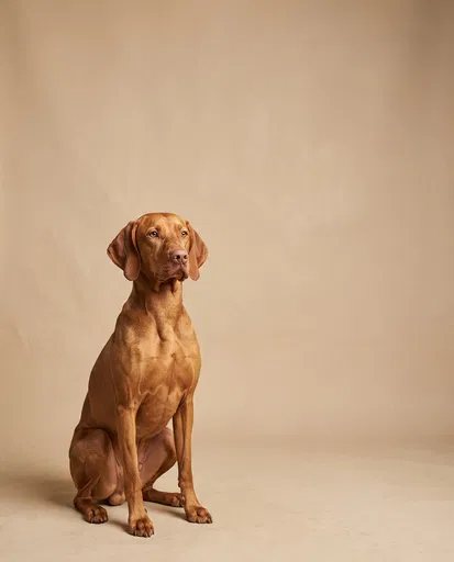 Studio Portrait of Hungarian Vizsla Dog
