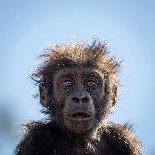 Surprised Baby Gorilla with Messy Fur