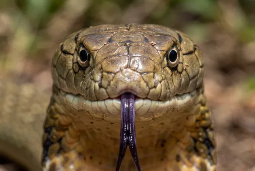 Macro Portrait of King Cobra Snake