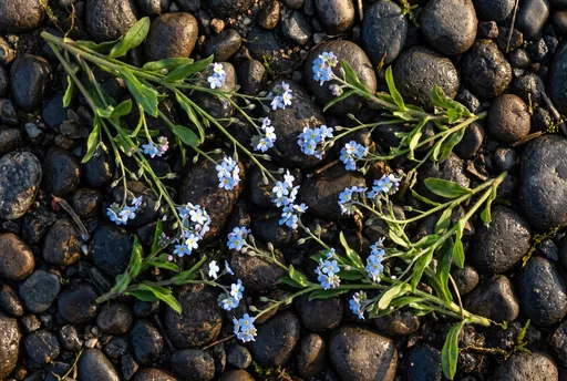Forget-Me-Not Sprigs on Wet Pebbles