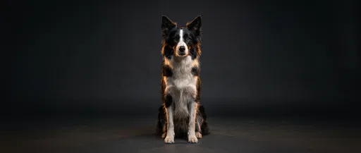 Border Collie Sitting on Dark Backdrop