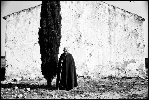 Elderly Shepherd Beside Cypress Tree
