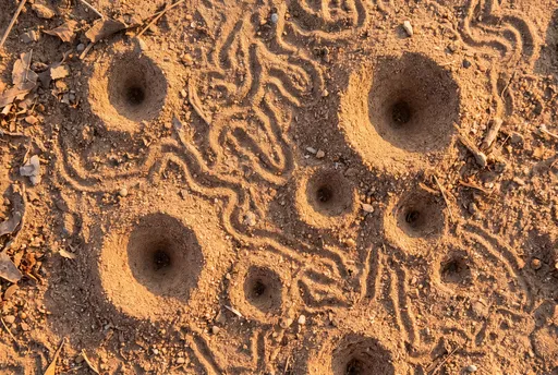 Antlion Pits and Trails in Sand