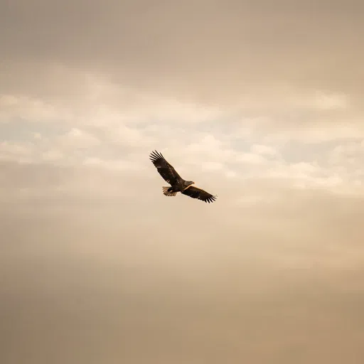Solitary Eagle Soaring in Warm Sky