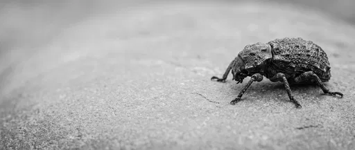 Monochrome Macro of Textured Beetle on Stone