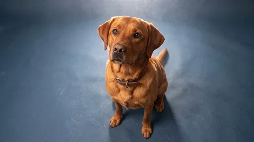 Fox Red Labrador Studio Portrait