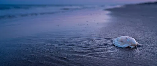Seashell on Wet Twilight Beach Sand