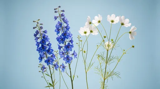 Backlit Blue Delphinium and White Cosmos Flowers