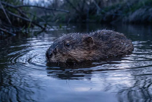 Muskrat Swimming in Creek at Twilight