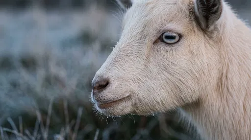 Close-Up Profile of Cream Pygmy Goat