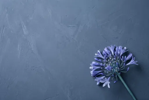 Blue Agapanthus Flower on Slate Plaster