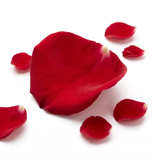 Crimson Rose Petals on White Background