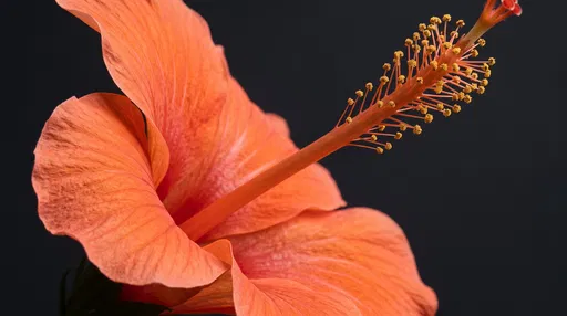 Close-Up of Orange Hibiscus Flower