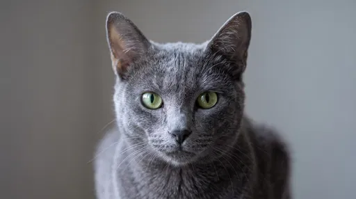 Close-Up Portrait of Gray Cat